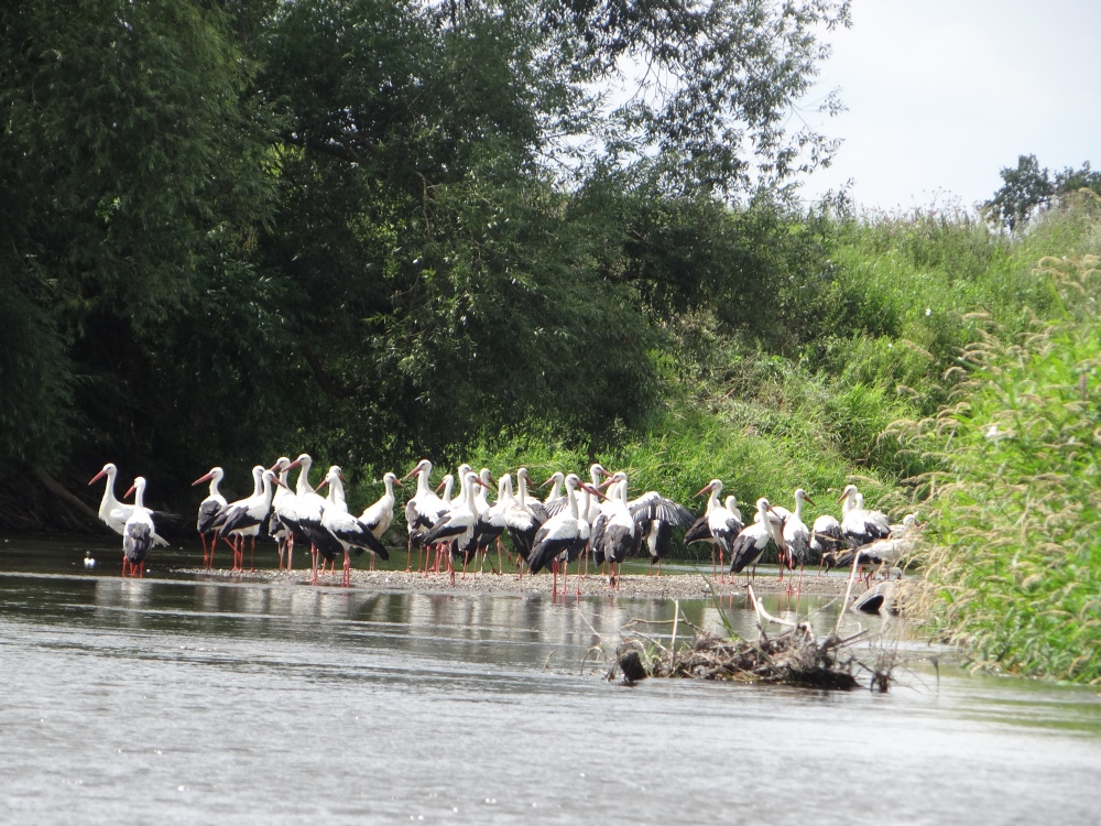 aufgenommen an der Leine 25.7.2020