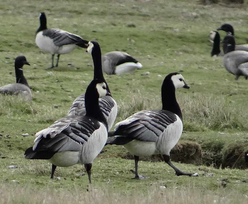 aufgenommen auf Langeneß April 2014