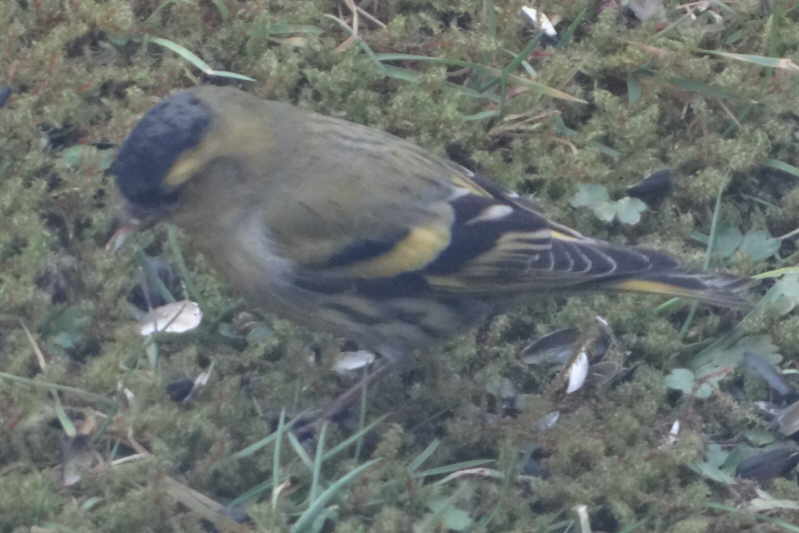 aufgenommen im Garten
