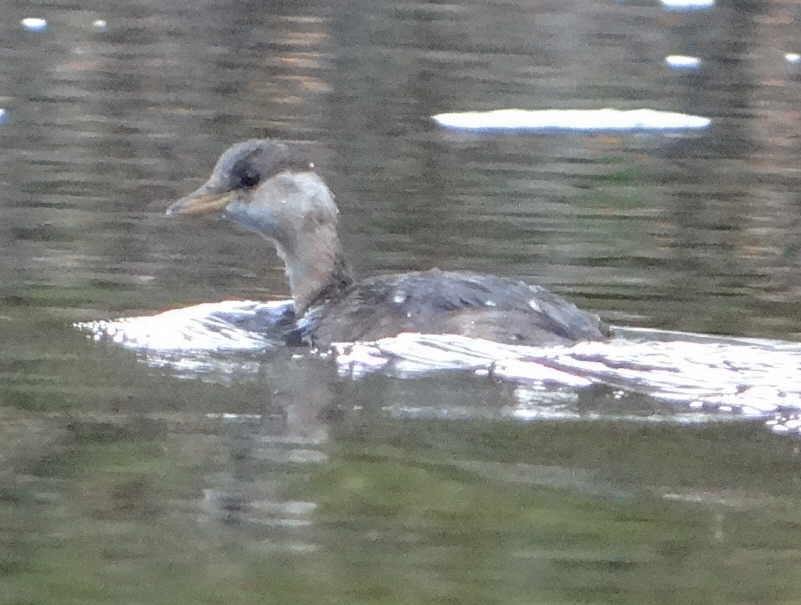 aufgenommen an der Leine 3.11.2018