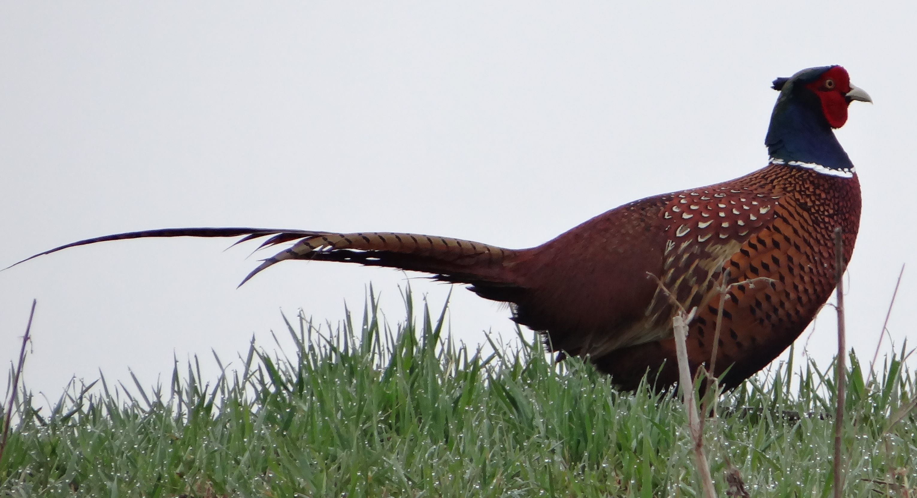 aufgenommen an der Leine, 21.3.2026