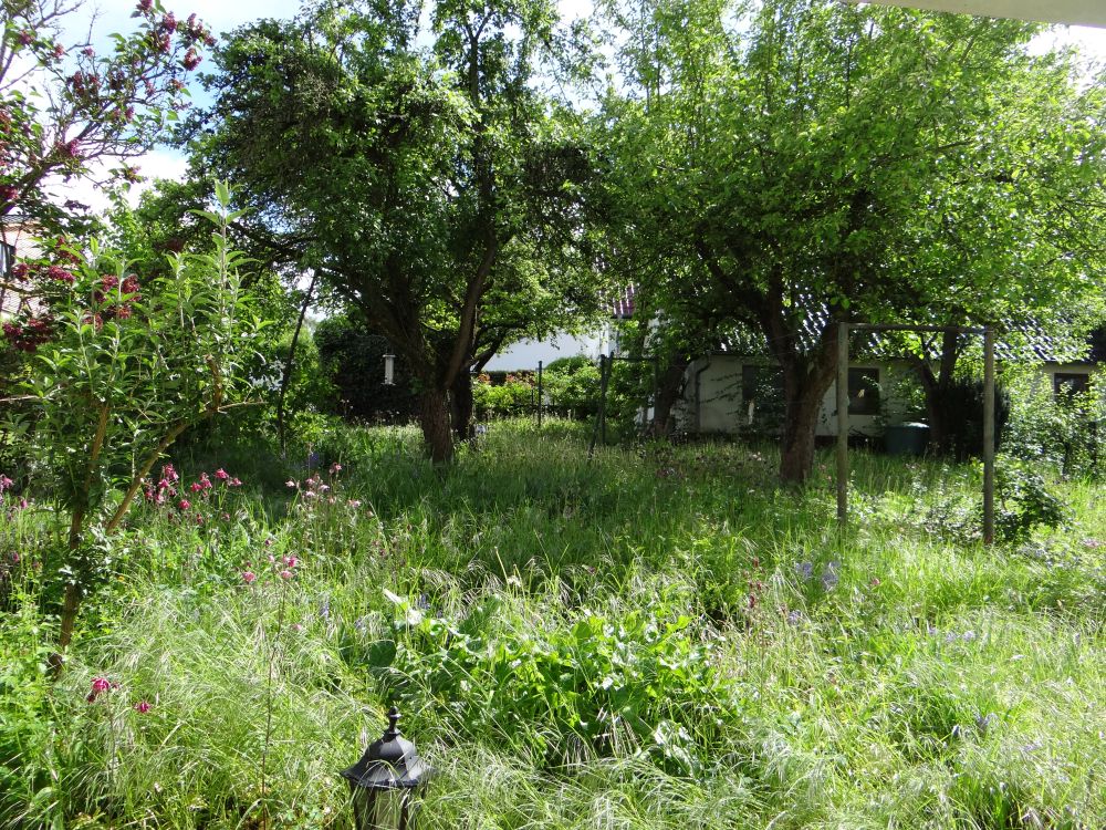 Blick in den Garten