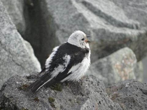 Jungvogel, aufgenommen Juli 2015 in Island